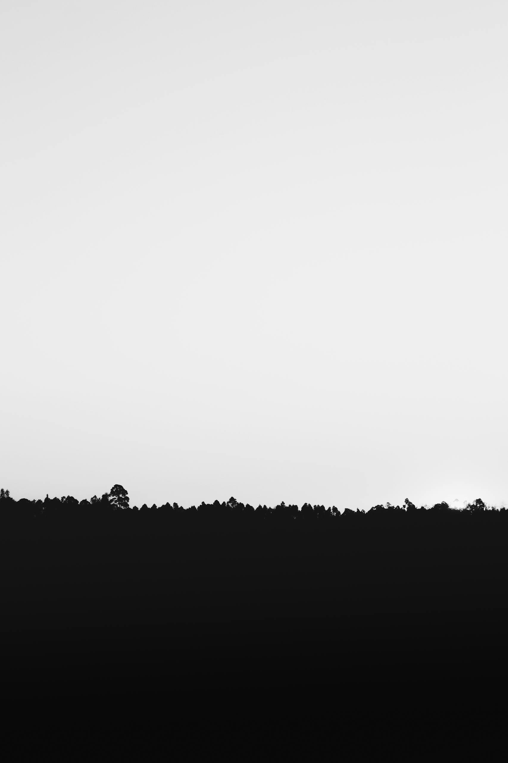 A minimalist black and white image featuring a tree silhouette against a bright sky background.